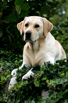 Beautiful golden retriever, full grown, pets